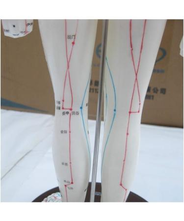 TCM Human Acupuncture and Moxibustion Point Model Used for Body Massage Twelve Meridians Moxibustion Research Education and Training Assistance - Buy Online on GoSupps.com