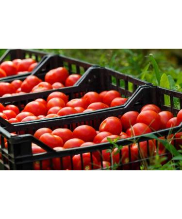 Mitilinia Gi | Handmade Greek Tomato Sauce with Onion and Extra Virgin Olive Oil | 2 x 480g | Preservative Free - Gluten Free & Vegan. - Buy Online on GoSupps.com