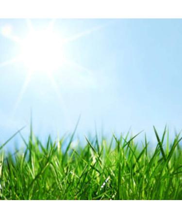 Somethin Special Fresh Cut Grass Perfume Scent .33oz/10ml Rollerball - Fresh Scent of Newly Mown Grass - Vegan + Cruelty-Free - Buy Online on GoSupps.com
