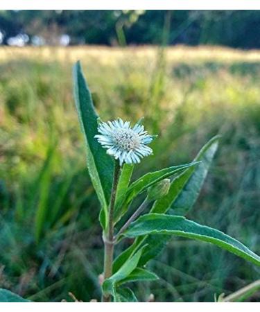 ORGANIZE Tridev ayurveda Bhringraj panchang Powder 200 gm G - Buy Online on GoSupps.com