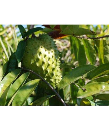FEUILLES DE COROSSOL S CH ES 100% Naturel Non trait es R colte sauvage Sans pesticides. Soursop Graviola. Marque fran aise L'EssenCiel. 100g - Buy Online on GoSupps.com
