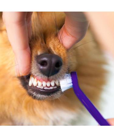 Toothbrush and Toothpaste Cat Fingerbrush Toothpaste Set Pet Store Hospital Shelter Teeth Care Kit for Fresh Breath for Puppies - Buy Online on GoSupps.com