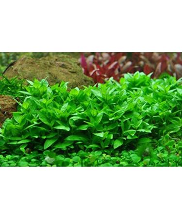 Staurogyne Repens - Live Aquarium Plants