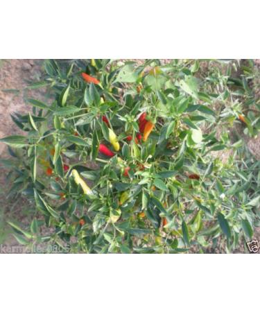 (10+) Semi Golden Greek Pepperoncini Pepper