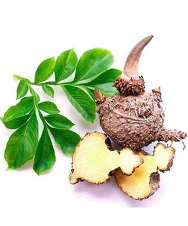 Blue Konjac Facial Sponge - 100% Natural and Chemical Free for Gentle Cleansing and Exfoliation - Buy Online on GoSupps.com