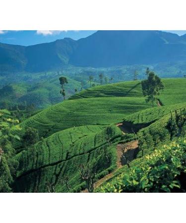 |Akbar || Gold Range || Ceylon Black Tea || FREE Tea Strainer || 100% Single Origin || Ultra-Premium Loose leaf Tea || Designer Tin caddy || 225g / 8oz. Round Tin (Pack of 1)| - Buy Online on GoSupps.com