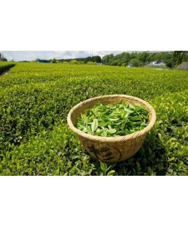  Umami Umami Organic Sencha Green Tea Grown in Uji Kyoto Japan 100g - Buy Online on GoSupps.com