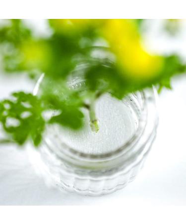 Wazakura Clear Ikebana Kenzan Japanese Flower Holder  Made in Japan  Plastic Floral Arranging Pin Frog  Round - 3(78mm) Clear - Buy Online on GoSupps.com