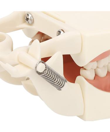 High-Scaled 32-Teeth Dental Model with Soft and Solid Gums for Training | Ideal for Dentists & Educators - Buy Online on GoSupps.com