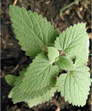 Hundredfold Catnip Nepeta cataria 1000 Seeds - Heirloom Non-GMO Catmint Herb for Kitten & Cat Treat Packed & Shipped in Canada - Buy Online on GoSupps.com