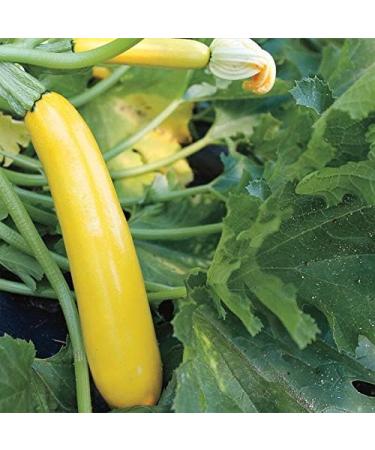 PLAT Firm Germinazione dei semi: 25 - Semi: ibrida Goldrush Yellow Zucchini Squash-cremoso Carne Bianca! Tasty TRASPORTO Libero! - Buy Online on GoSupps.com