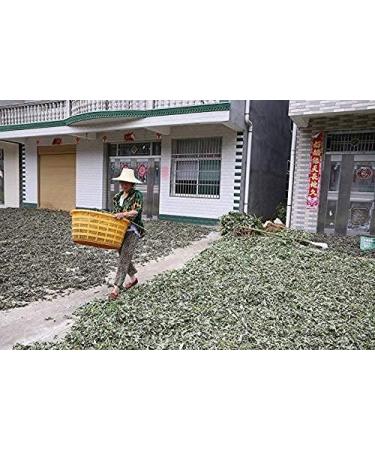 Herbal Cure - Mugwort Herbs Artemisia Mugwort Leaves Tea Ai Ye - Foot Bath - Sifted - Clean Fresh Natural Vegan - 454g (1 ) - Buy Online on GoSupps.com