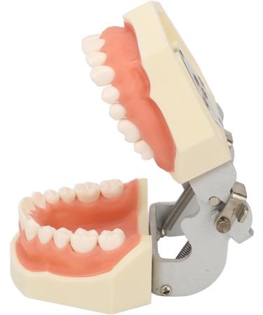Upper Jaw Cyst Dental Model - Soft Gum 28 Teeth Practice Frame for Abscessing (International Shipping) - Buy Online on GoSupps.com