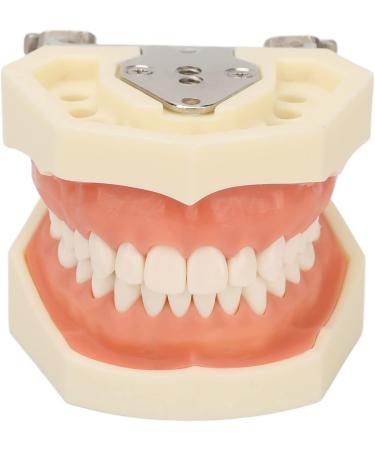 Upper Jaw Cyst Dental Model - Soft Gum 28 Teeth Practice Frame for Abscessing (International Shipping) - Buy Online on GoSupps.com