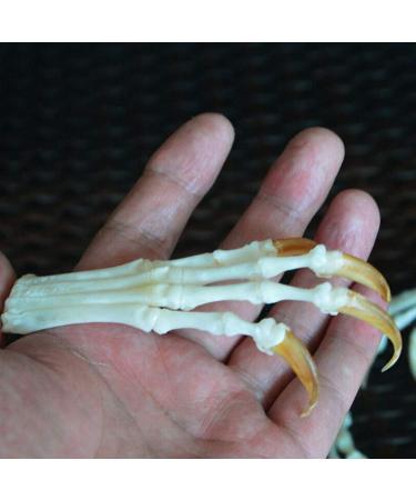 Wixine Fox Feet Articulated Bones Claws | Taxidermy Art Supplies - Buy Online on GoSupps.com