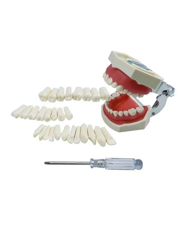 Buy Youya Dental TM-021 Replacement Teeth - 32 Pieces for Perfect Smile - Buy Online on GoSupps.com