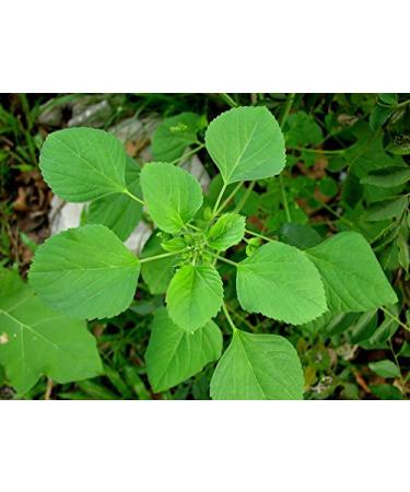 FOODHERBS Acalypha Indica Powder 200gm - Hair & Skin Care - Buy Online on GoSupps.com