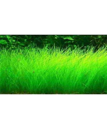 10G Small Hairy Grass Aquarium Aquatic Seeds Garden Water Grass Plant Fish Tank Landscaping Easy Grow