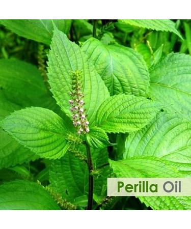 Perilla Leaf Oil | Pure Natural and Cold-Pressed Oil | Skincare (Moisturise & Nourish Skin) | Hair Care & DIY Homemade Skincare - 15ML Perilla 15 ml (Pack of 1) - Buy Online on GoSupps.com