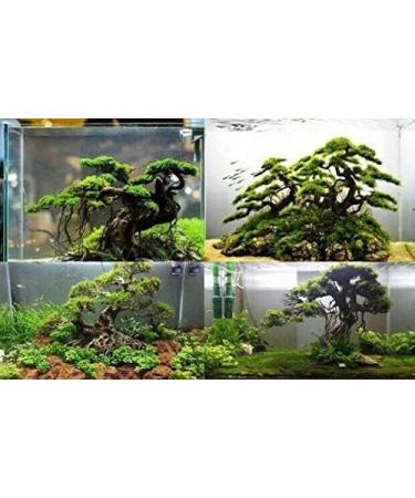 Aquarium Wood Bonsai Tree Decoration Premium Pieces Aquascaping Root Iwagumi Tree L 30x25x20cm - Buy Online on GoSupps.com