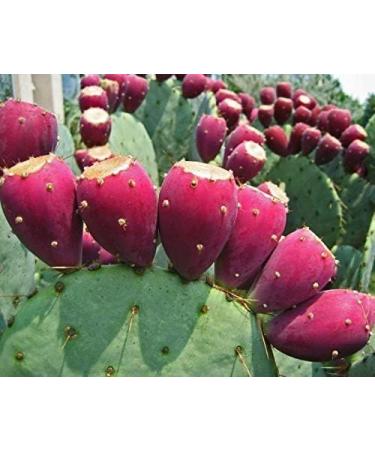 Herbal Magic Prickly Pear Fruit Powder - Nopal Cactus 200g - Pure & Natural Blend for Vibrant Smoothies, Skin & Hair Care - Family of Beetroots & Dragon Fruit - Free from Fillers & Preservatives - Buy Online on GoSupps.com