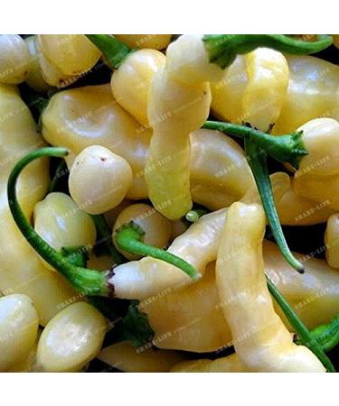 Aribibi Gusano Pepper boliviana Chili Super Hot Caterpillar Pepe sementi biologiche 100 semi 4# 32795618491ST
