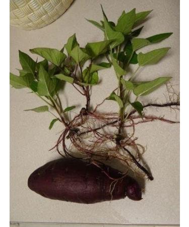 Okinawa Sweet Potato Seeds - Buy Hawaiian Uala Seeds for International Shipping - Buy Online on GoSupps.com