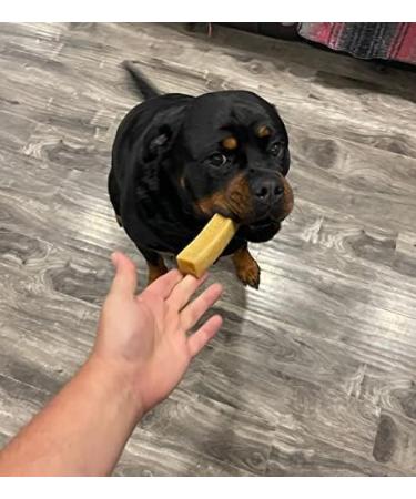 Himalayan Yak Cheese Dog Chew - Himalayan Dog Chew - *(Turmeric Medium 6 Count)* - Yak Cheese - Cheese Bones for Dogs - Long Lasting Dog Treats for Aggressive Chewers - Dog Chew - Natural Yak Cheese - Buy Online on GoSupps.com