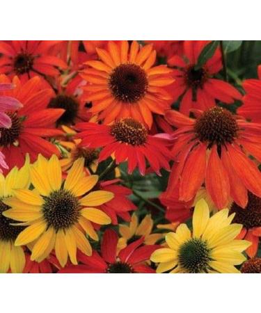 Portal Cool Hardy Perennial Echinacea Cheyenne Spirit Mixed Coneflower Seeds Cut Flowers