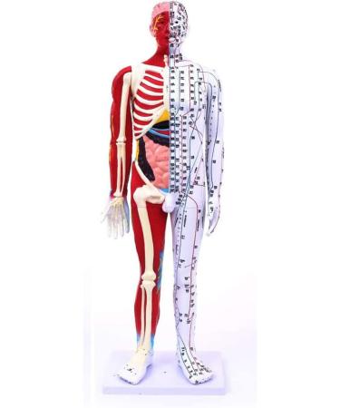 85Cm Male Acupuncture Manikin Human Body Model with Pressure Point and Twelve Meridians for Study Teaching Supplies Meridian Acupuncture Point Model - Buy Online on GoSupps.com
