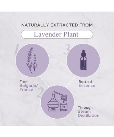 Plant of Life Essential Oil - 100% Pure and Natural - Therapeutic Grade Essential Oil with Dropper (Lavender 2 oz (60mL)) - Buy Online on GoSupps.com