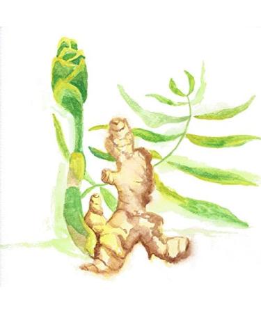 Maui Medicinal Herbs Ginger 60 Vcaps - 375 mg per Capsules Grown organically in Hawaii USA - Buy Online on GoSupps.com