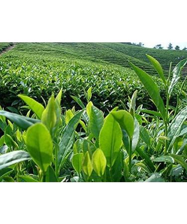 Th chinois Anxi Tieguanyin 250g frais naturel bio Tikuanyin Oolong th sain nourriture verte - Buy Online on GoSupps.com