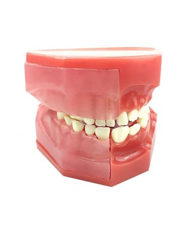 Dental oral oral model alternative model for primary and permanent teeth of children milk tooth replacement tooth development (a)