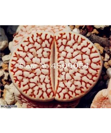 50 st SEEDS Double Tulip Flowers for gardening Yellow 1 - Buy Online on GoSupps.com