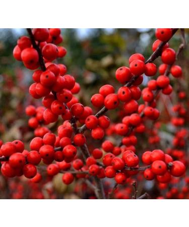 antioxidant supplement for women - HAWTHORN BERRIES EXTRACT - hawthorn skin care hawthorn berry for skin hawthorn hair conditioner hawthorn for hair care hawthorn hair support 2 Bot 120 Capsules - Buy Online on GoSupps.com