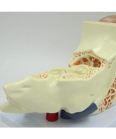 Human Ear Model Professional Ear Simulation Model 6X Magnification Human Organ Model Ear Model 5-Piece Medical Education Model - Buy Online on GoSupps.com