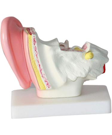 Ear Model Human Ear Anatomy Model 1.5X Magnification Model Suitable for Medical - Buy Online on GoSupps.com