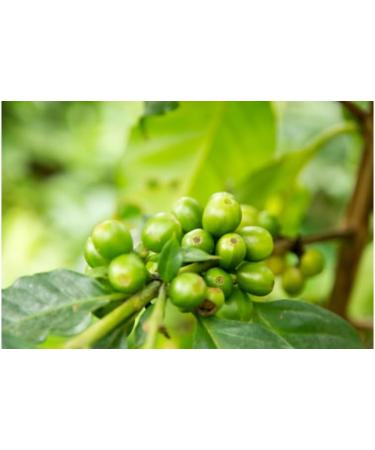 Medica Autumn Green Coffee - 60 Capsules for Healthy Weight Detox & Kidney Support - Ideal for Men & Women - Buy Online on GoSupps.com