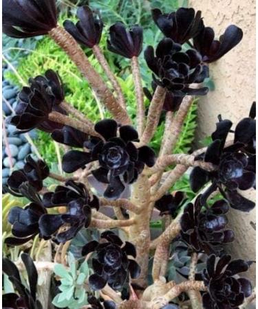 3 cutt ngs on um rbor um Bl ck Ros ' Cutt ng 3 - 4" - Buy Online on GoSupps.com