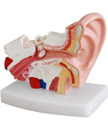 Ear Model Human Ear Anatomeme Model 1.5 Fold Magnification Model Suitable for Medical - Buy Online on GoSupps.com