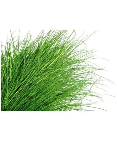 Arugampul Powder 100 GM Bermuda Grass | Doob Grass Pack Of 1 - Buy Online on GoSupps.com