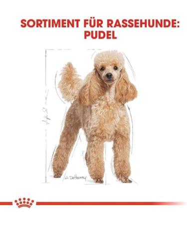 Royal Canin Poodle Adult | Double Pack | 4 x 500 g | Dry food for Adult Poodle | to Support Coat and Muscle Tone | for Dogs from 10 Months - Buy Online on GoSupps.com
