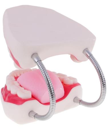 6x Magnification Dental Care Model - Mouth Teeth & Tongue with Toothbrush | Enhance Dental Education & Hygiene - Buy Online on GoSupps.com