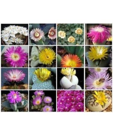 Mesembriantemi VARIET Mix esotico RARA succulenta Cactus vivente Ghiaccio semi di Pietra 50 SEMI