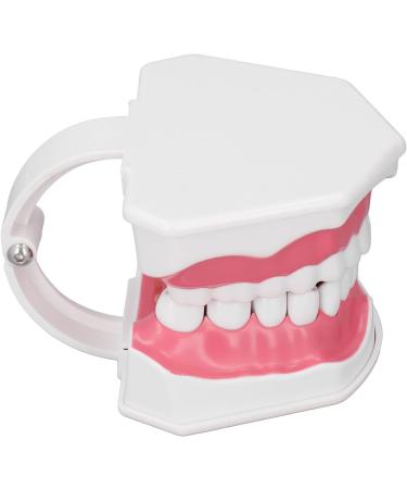Tooth Model - Best 120 Opening Dental Visualization for Practice | International Shipping - Buy Online on GoSupps.com