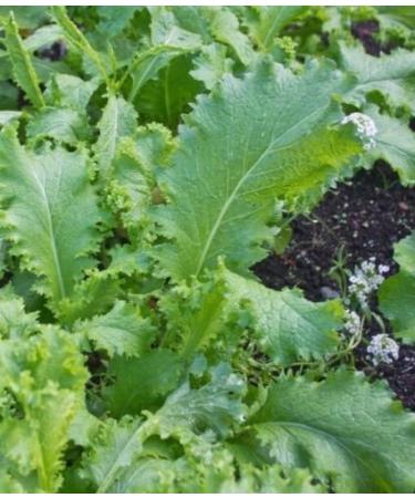 200 + South Giant Curled semi -Organic Mustard Non gm Garden Sprouts