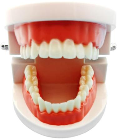 Standard Teeth Model Typodont - Ideal for Demonstration & Teaching | Children's Learning Tool - Buy Online on GoSupps.com