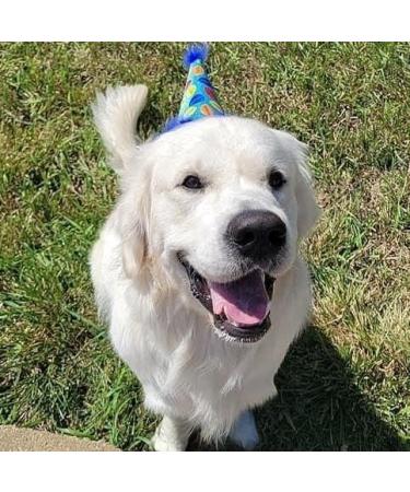 H&K Large Blue Pet Party Hat - Adjustable Strap for Comfort & Stability | Ideal for Birthday Party, Adoption & Gotcha Day Photos - Buy Online on GoSupps.com