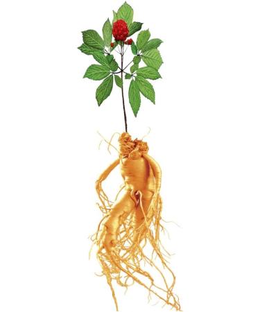 10 Bottles of Prestige Korean Red Ginseng Extract 40g - 100% Root Concentrate 6 Years of Age - Quality Product - Ginsenosides Rg1+Rb1 21.5mg/g minimum - Buy Online on GoSupps.com